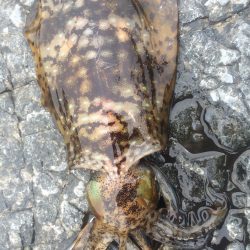 アオリイカ、がんがんきてました